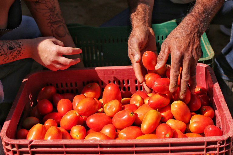 Alimentos continuam a pressionar inflação e tomate é vilão do IPCA-15