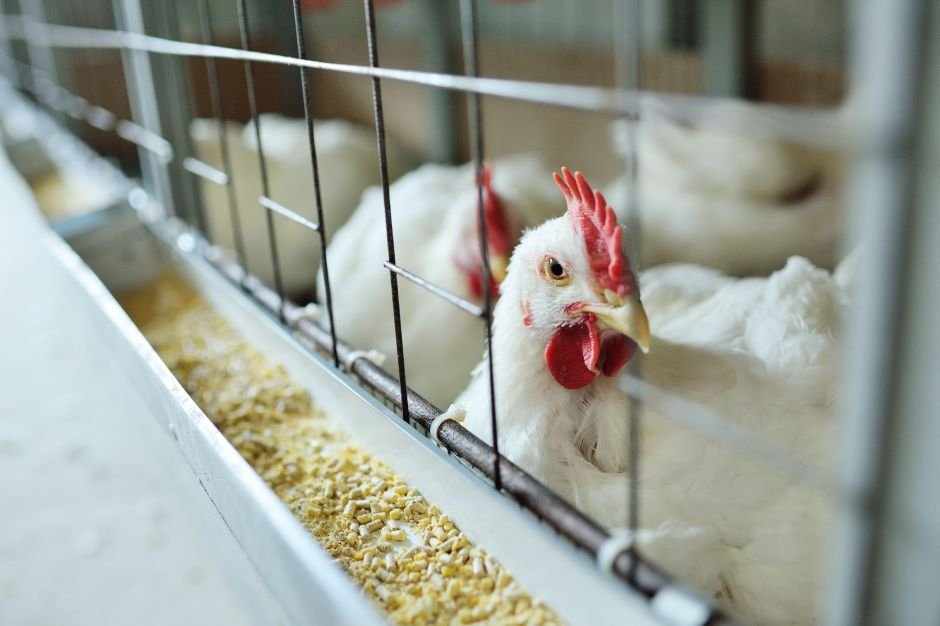 Governo vai suspender exportação de frango do RS por tempo indeterminado