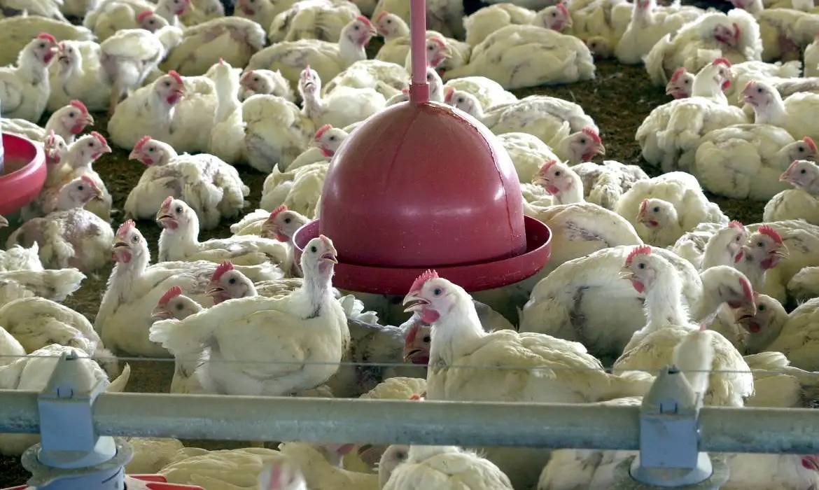 Mais de 30 mercados já colocaram restrições a frango do Brasil por gripe aviária