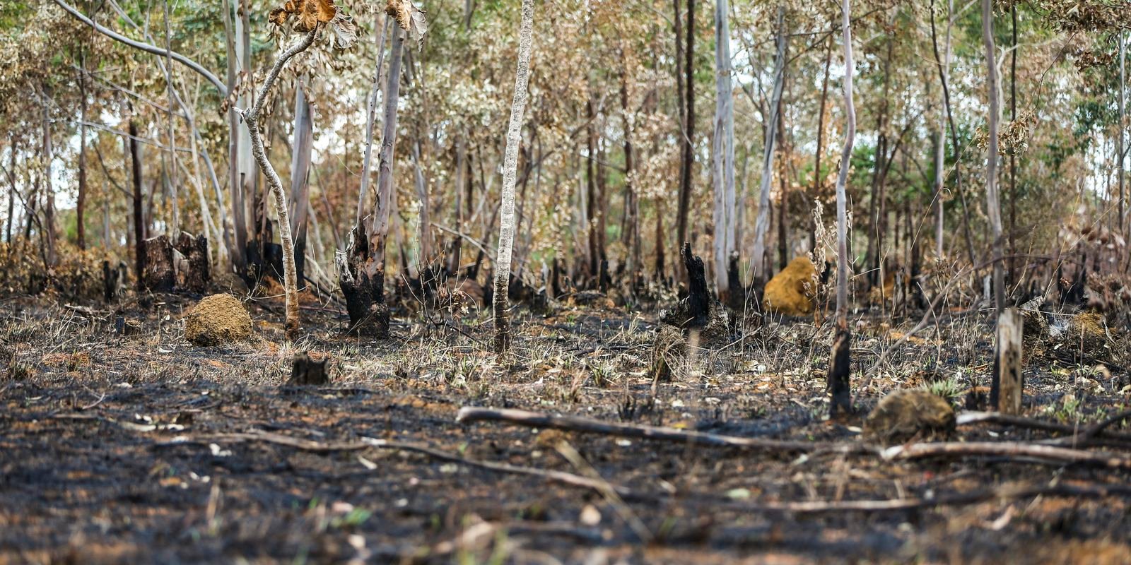 CMN proíbe uso de crédito de custeio para ações de desmatamento