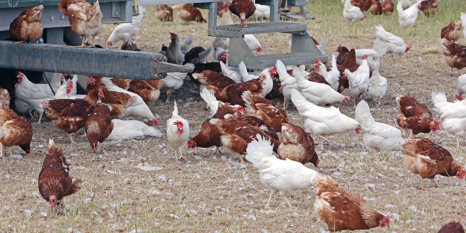 Ceará registra foco de gripe aviária em criação doméstica