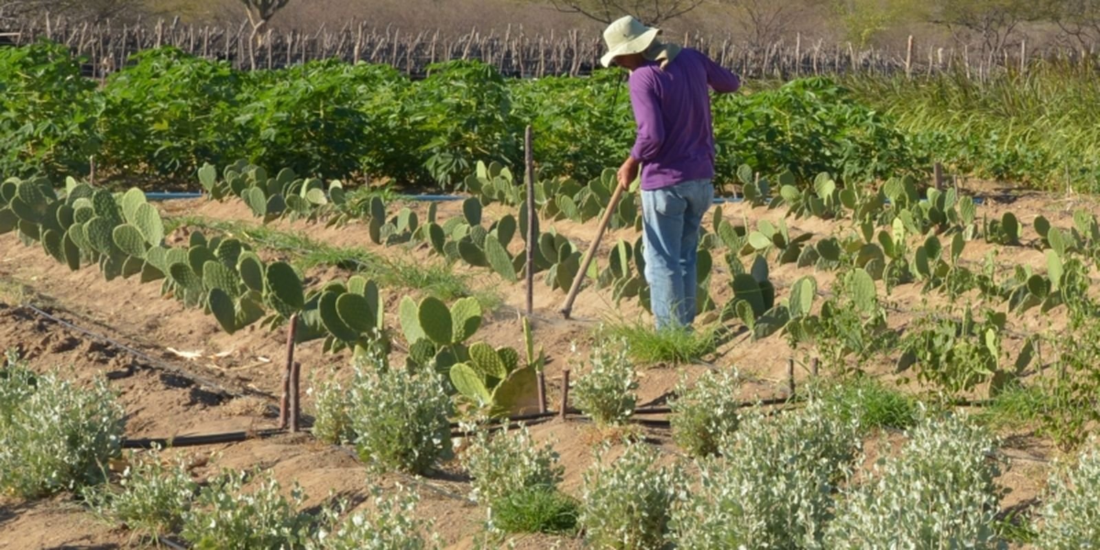 Rendimento de trabalhador rural sobe 5,5% no 1º trimestre