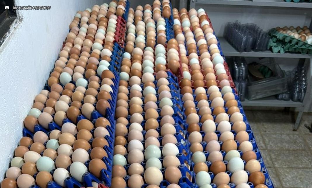 Fiscalização apreende mais de mil ovos irregulares no DF — Política Distrital agora é PDNews, notícias sobre Política e Saúde do DF