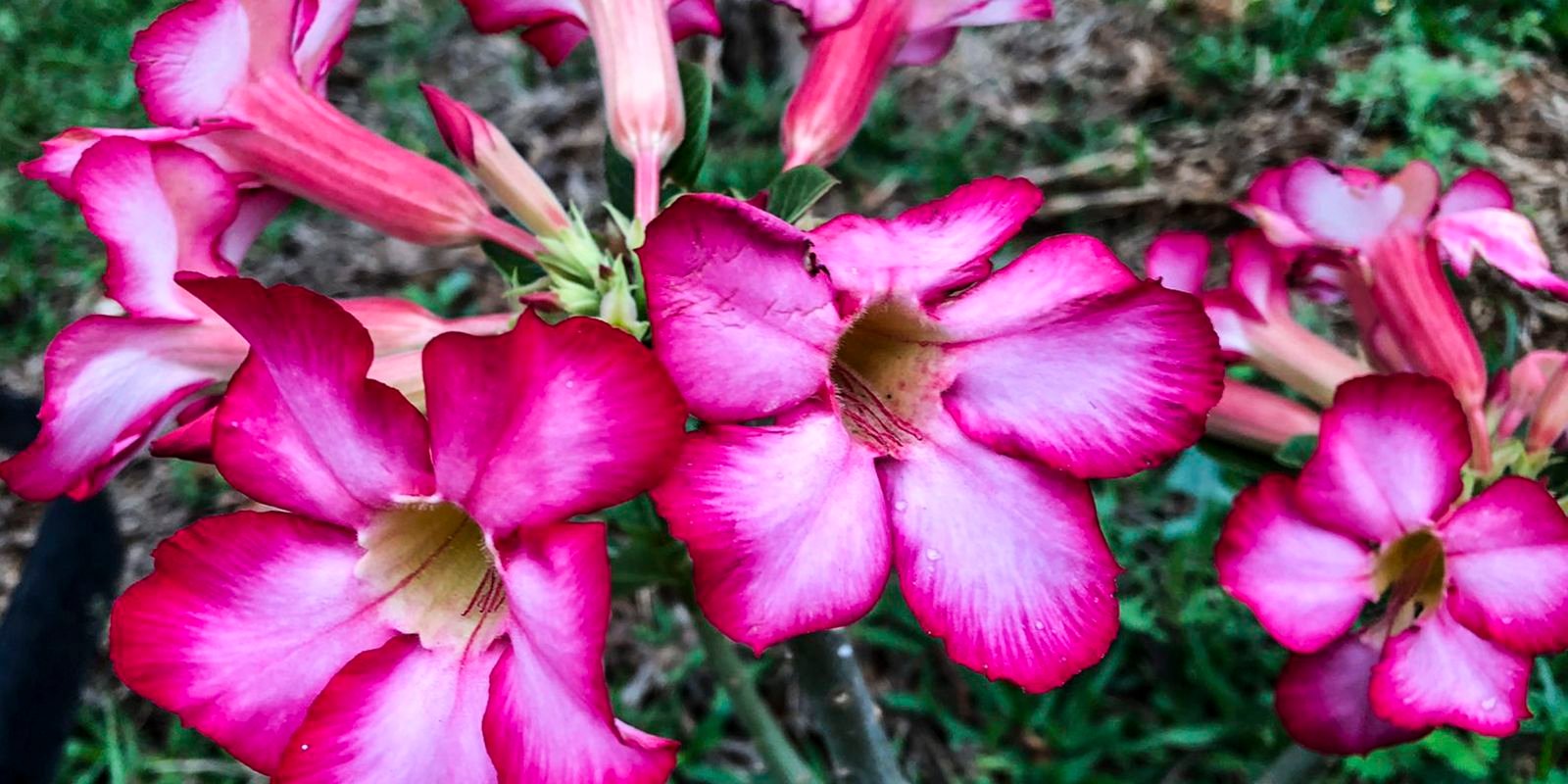 Hoje é Dia: início da primavera e datas ligadas à saúde são destaques