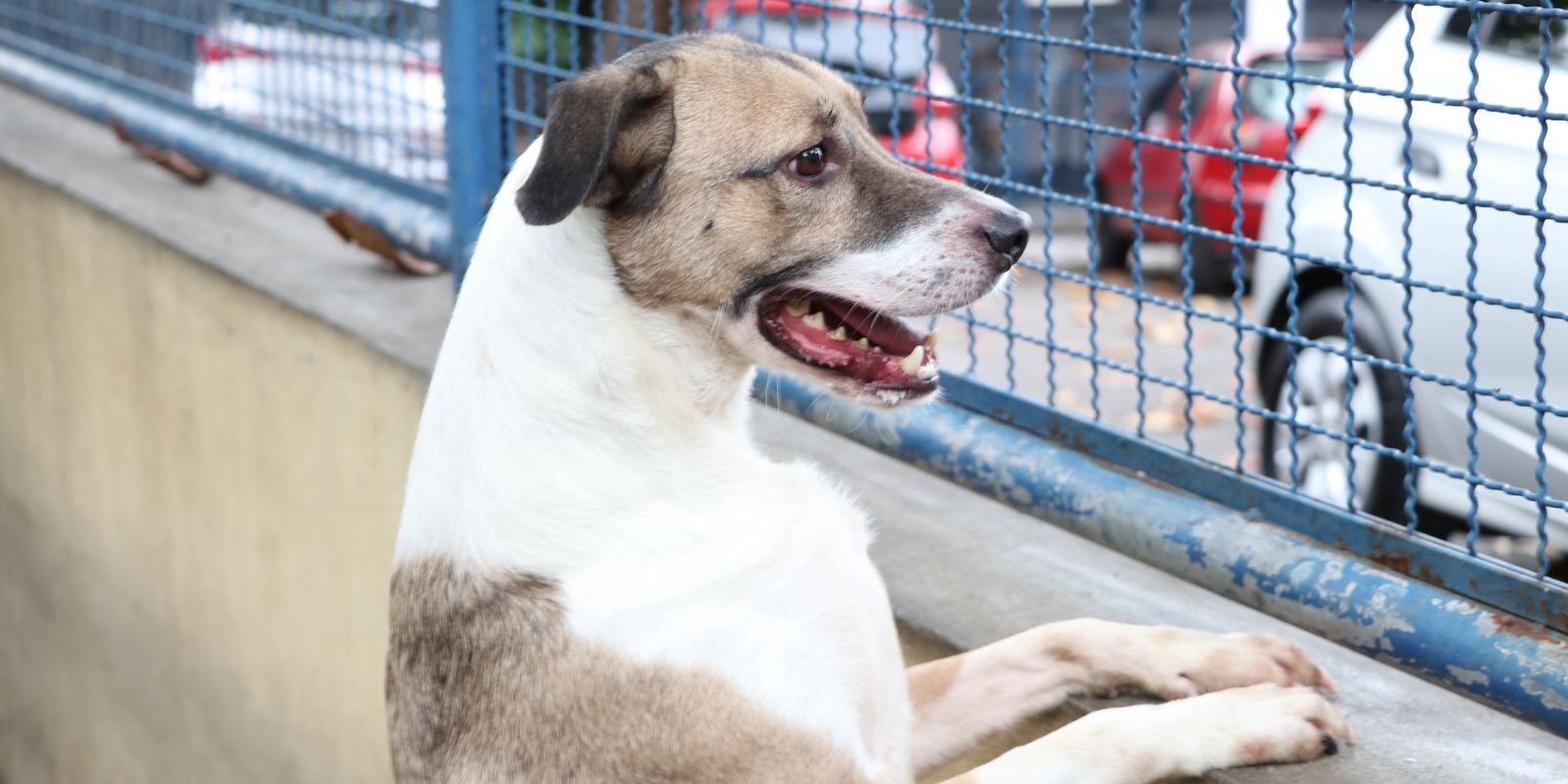 Fogos de artifício acarretam sofrimento físico e risco para animais