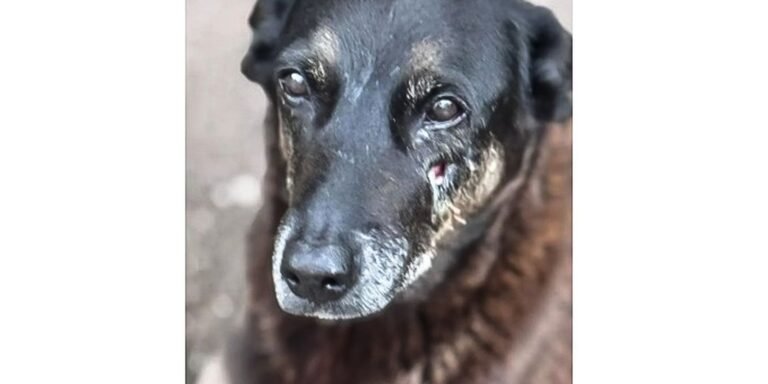 Polícia quer apreender passaporte de envolvido na morte do cão Orelha