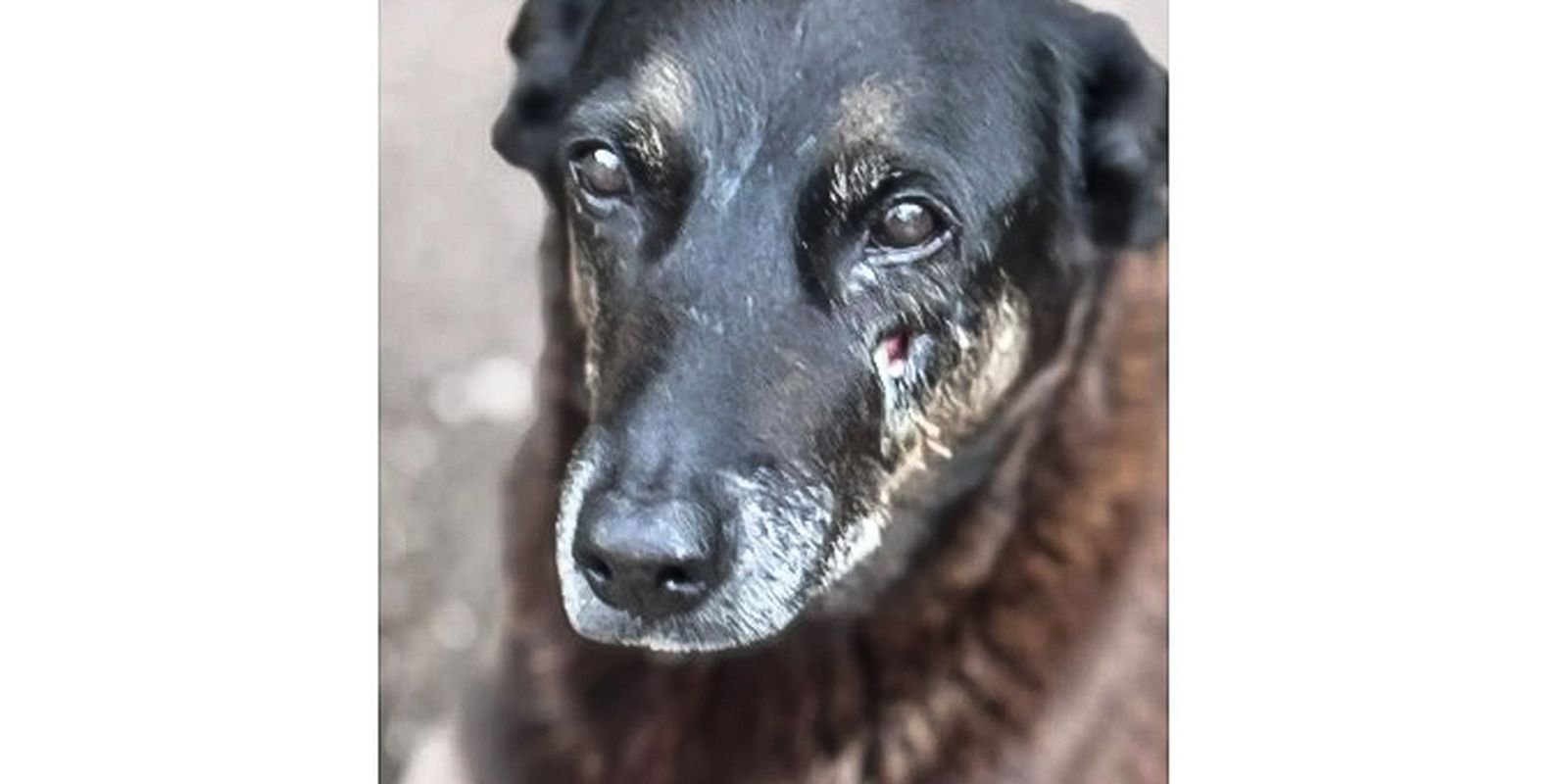 Polícia quer apreender passaporte de envolvido na morte do cão Orelha