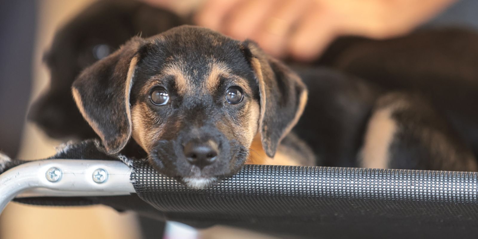 Saiba como educar crianças e adolescentes para respeitar os animais