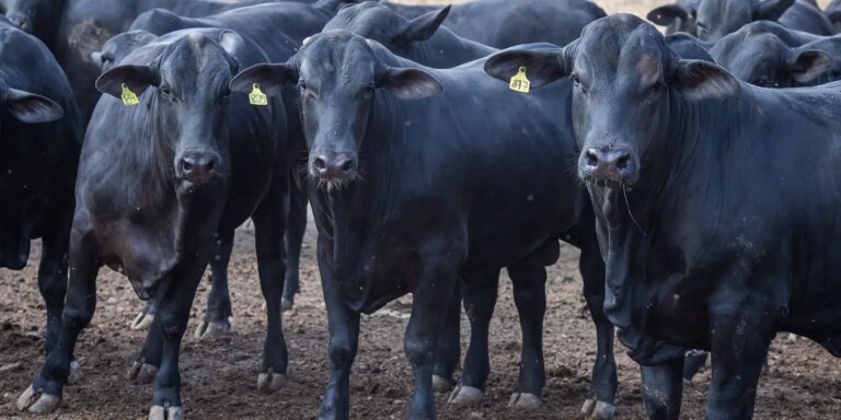 CMN reduz juros de financiamentos a cooperativas rurais pelo Pronaf