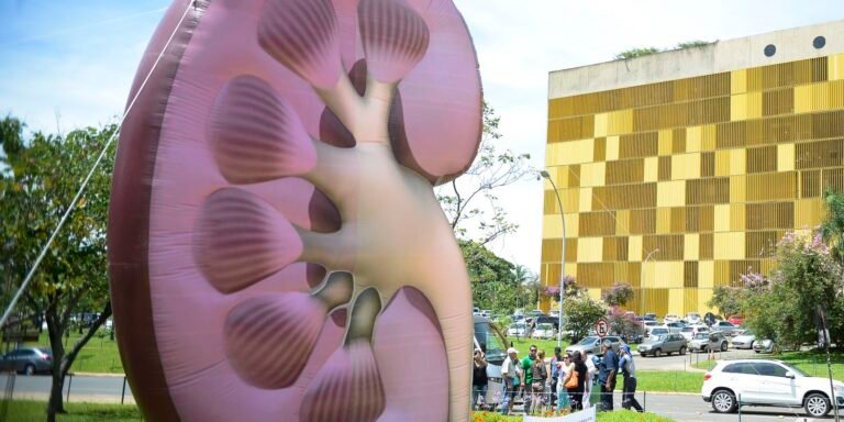 Dia Mundial do Rim: doenças renais são silenciosas e exigem atenção