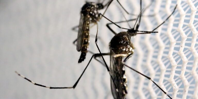 Estado de SP confirma mais duas mortes por febre amarela