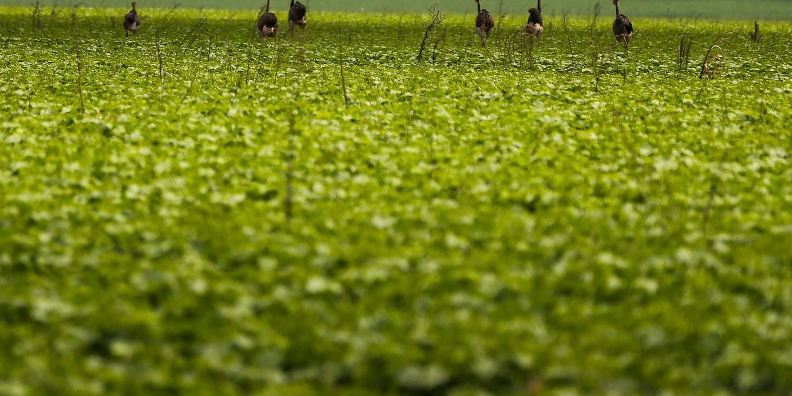 CMN passa a exigir fotos com localização comprovada em seguro rural