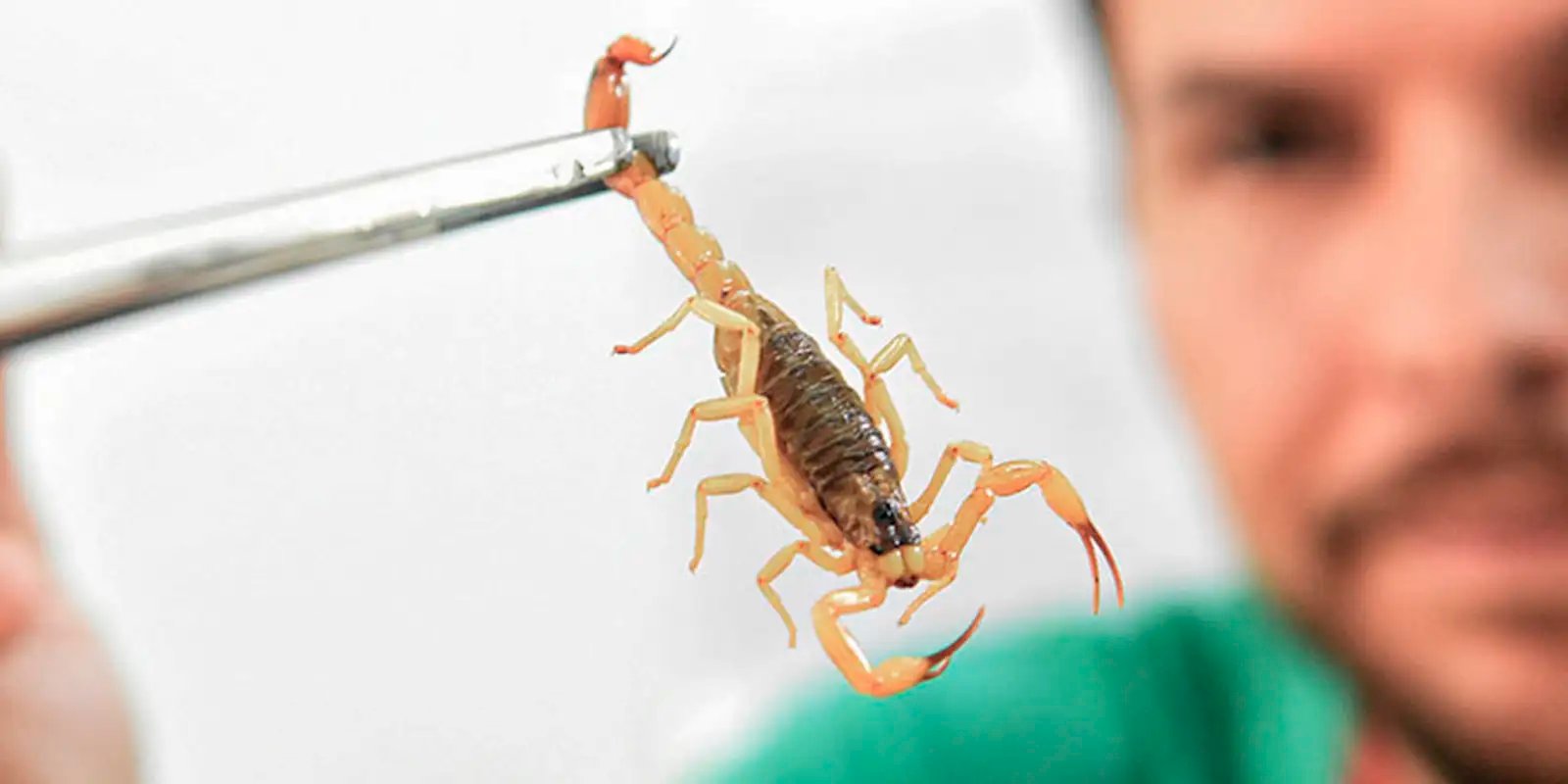 Crianças são mais vulneráveis a envenenamento por picada de escorpião