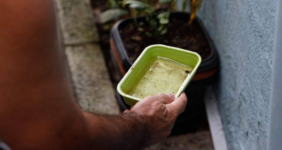 El Niño pode aumentar casos de chikungunya e dengue no Brasil