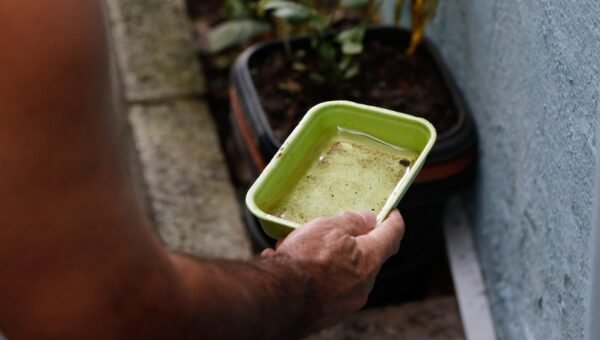 El Niño pode aumentar casos de chikungunya e dengue no Brasil