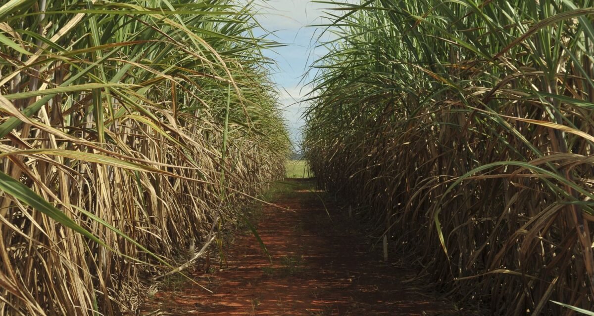 Conselho eleva limite de remuneração do Eco Invest Brasil