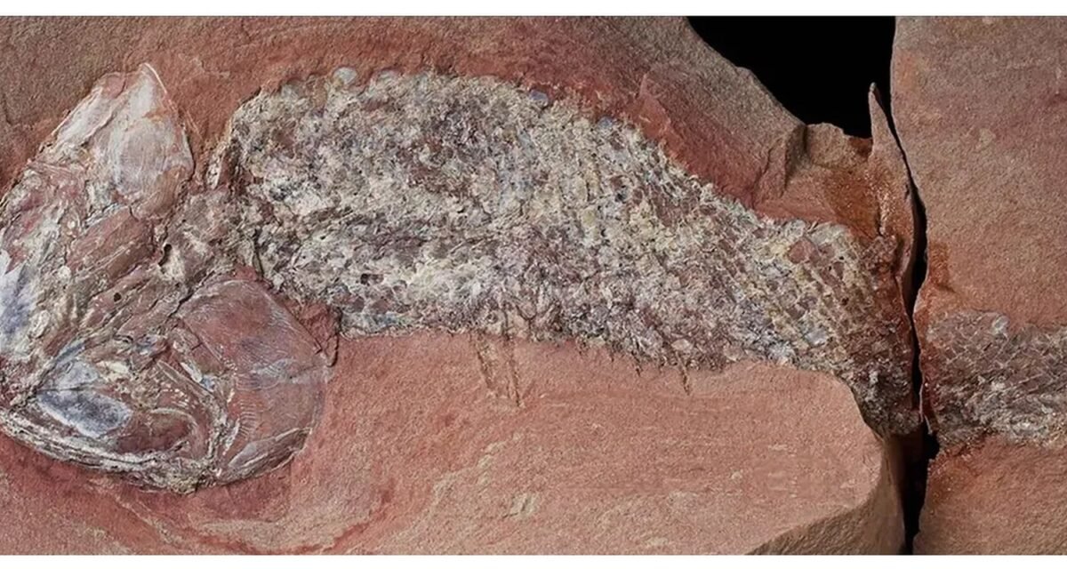 Estudo mostra fóssil de peixe pré-histórico encontrado em Mato Grosso