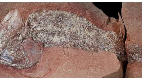 Estudo mostra fóssil de peixe pré-histórico encontrado em Mato Grosso