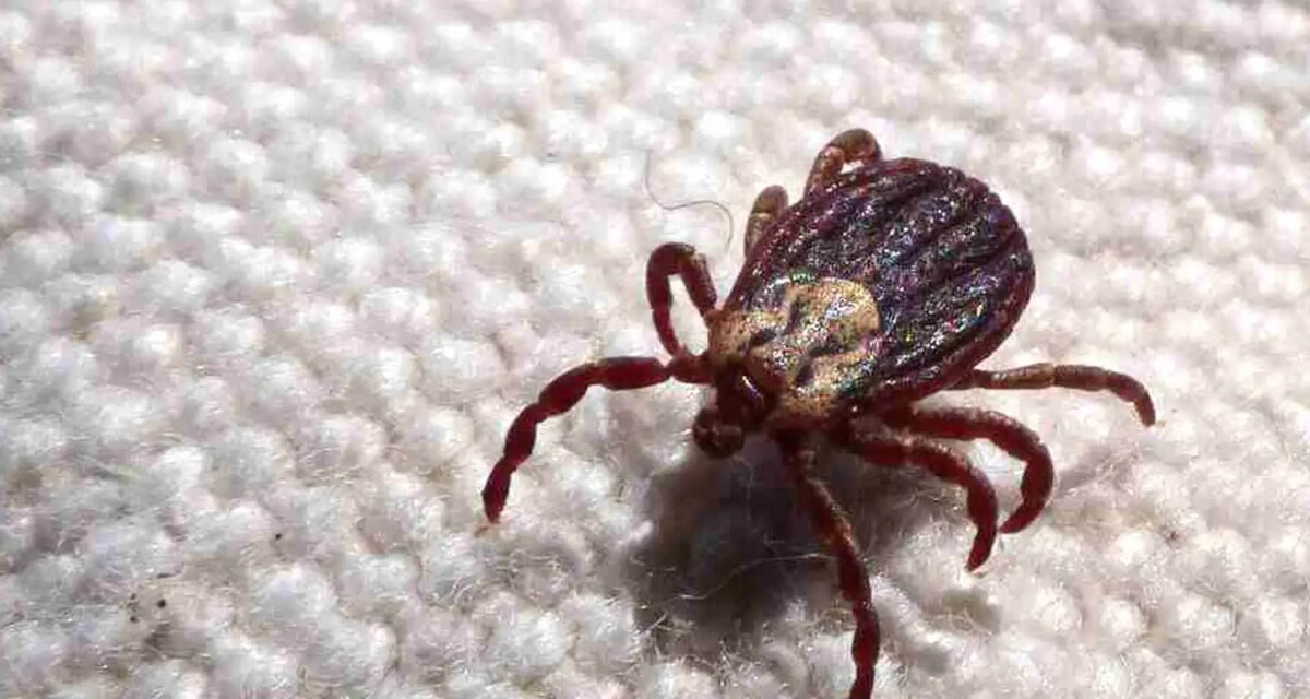 SP registra 18 mortes por febre maculosa em 19 casos confirmados