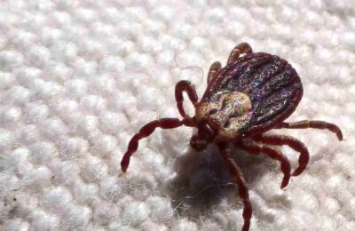 SP registra 18 mortes por febre maculosa em 19 casos confirmados