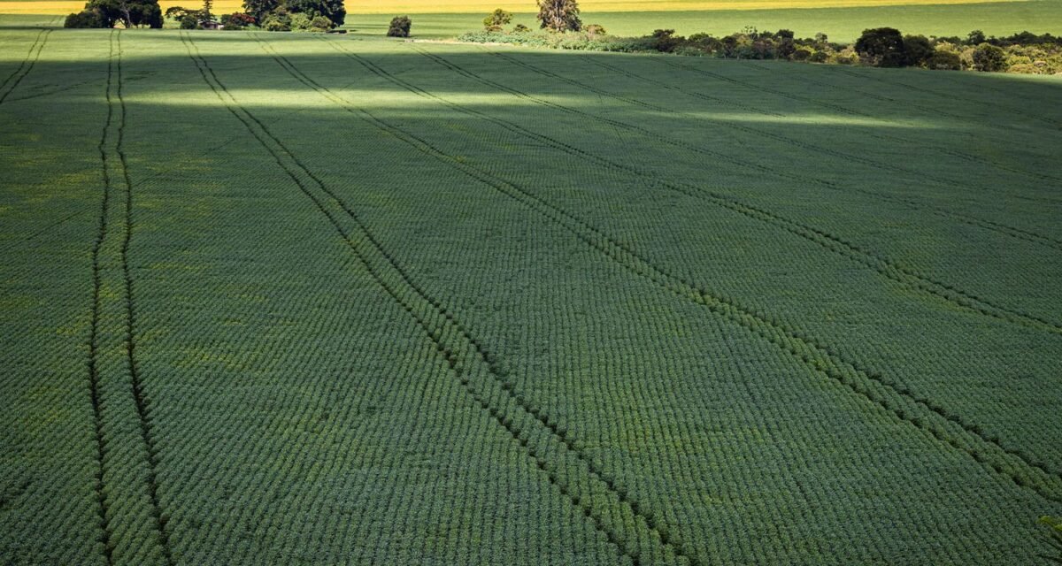 Senado aprova plano para fabricação de fertilizantes no Brasil