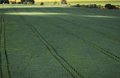 Senado aprova plano para fabricação de fertilizantes no Brasil