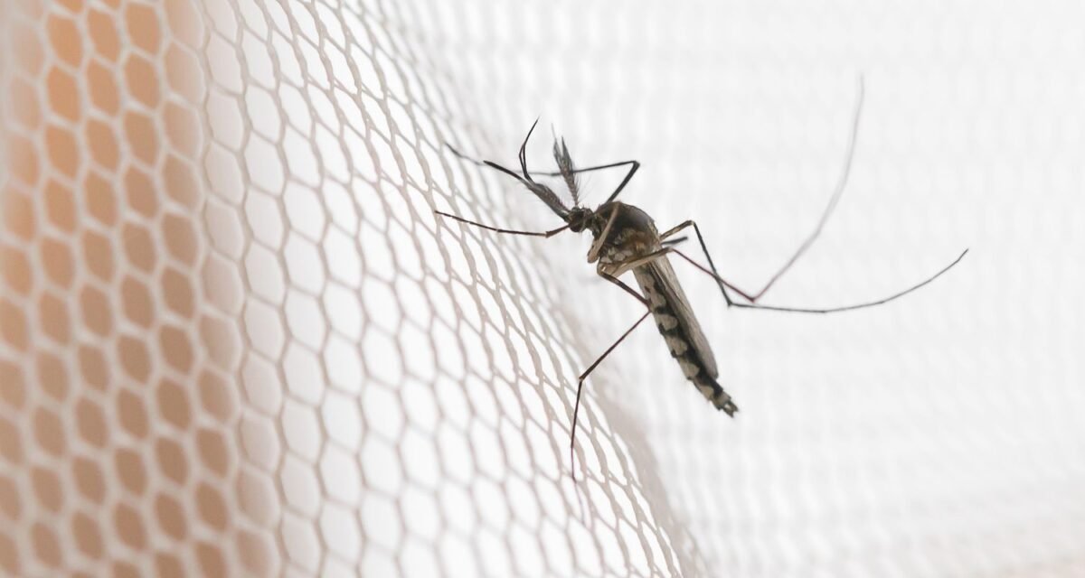 Cidades do noroeste de SP têm maior incidência de casos de dengue