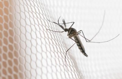 Cidades do noroeste de SP têm maior incidência de casos de dengue