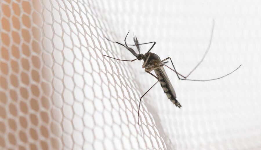 Cidades do noroeste de SP têm maior incidência de casos de dengue