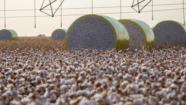 Entenda mudança no mapa que tirou Sorriso do topo da produção agrícola
