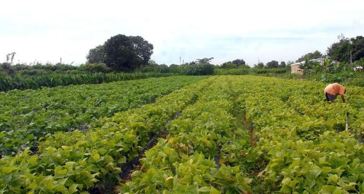 Segurança alimentar e povos indígenas têm R$ 64,3 milhões em crédito