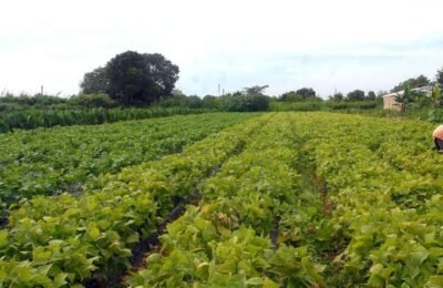Segurança alimentar e povos indígenas têm R$ 64,3 milhões em crédito
