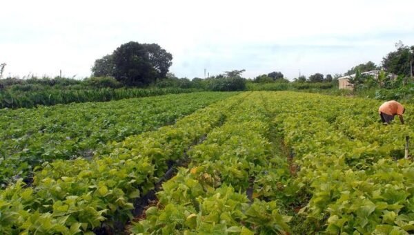 Segurança alimentar e povos indígenas têm R$ 64,3 milhões em crédito