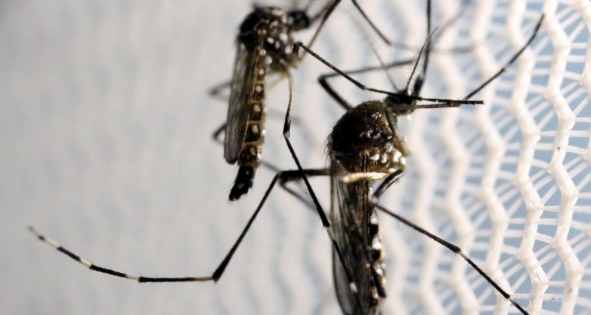 Aedes aegypti: quase metade dos municípios está em alerta ou risco