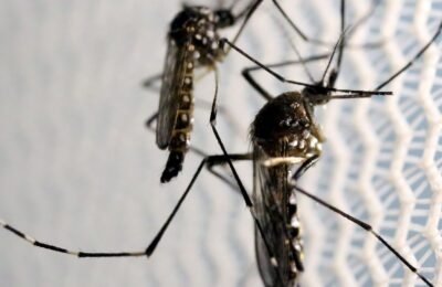 Aedes aegypti: quase metade dos municípios está em alerta ou risco