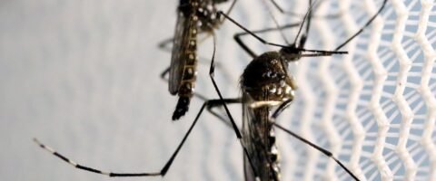 Aedes aegypti: quase metade dos municípios está em alerta ou risco