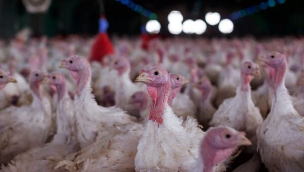 Agricultura confirma foco de doença de Newcastle em Santa Catarina