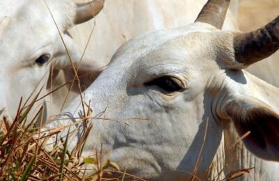 Carne brasileira passa a pagar tarifa de 67% para entrar na China