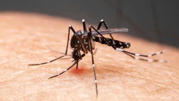 Mudanças climáticas já causam aumento de doenças infecciosas no país
