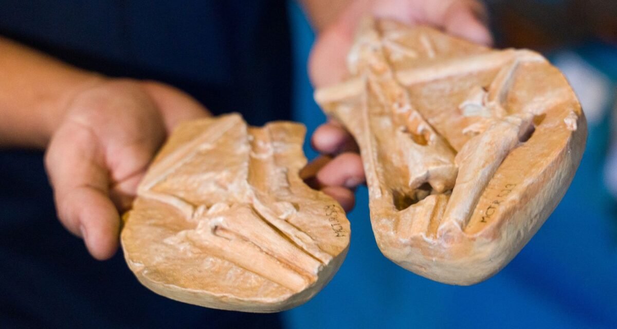 Museu de Ciências da Terra leva "dinossauros" ao Morro da Urca, no Rio