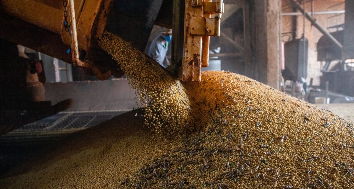 Produção brasileira de grãos deve aumentar apesar do El Niño