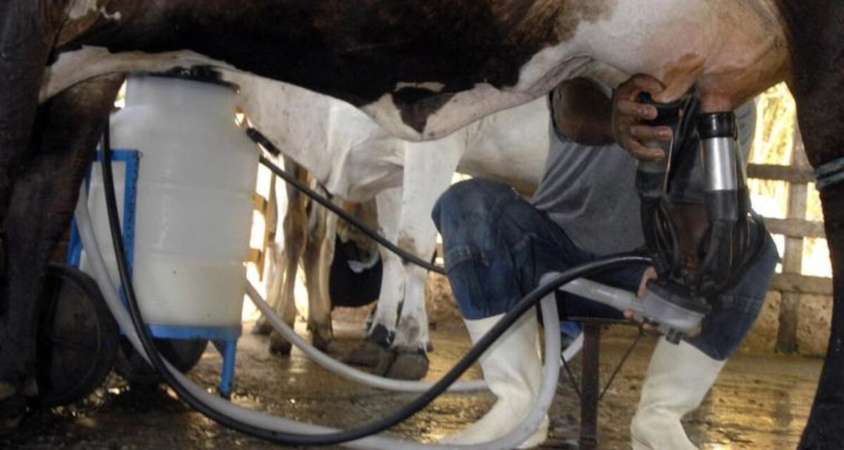 Produção de leite bate recorde mesmo com redução de vacas ordenhadas